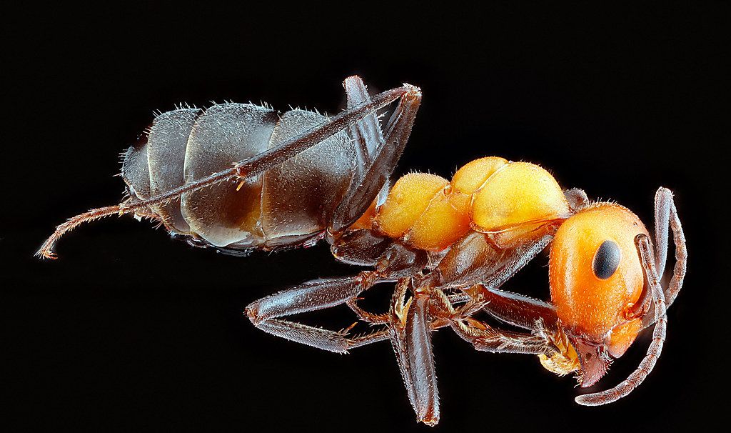 Ant Control service in Binghamton, NY