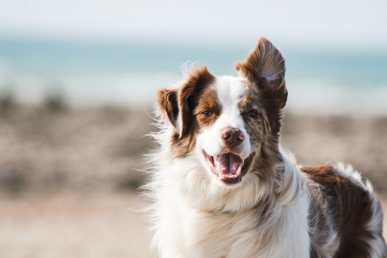 Flea & Tick Control service in Binghamton, NY