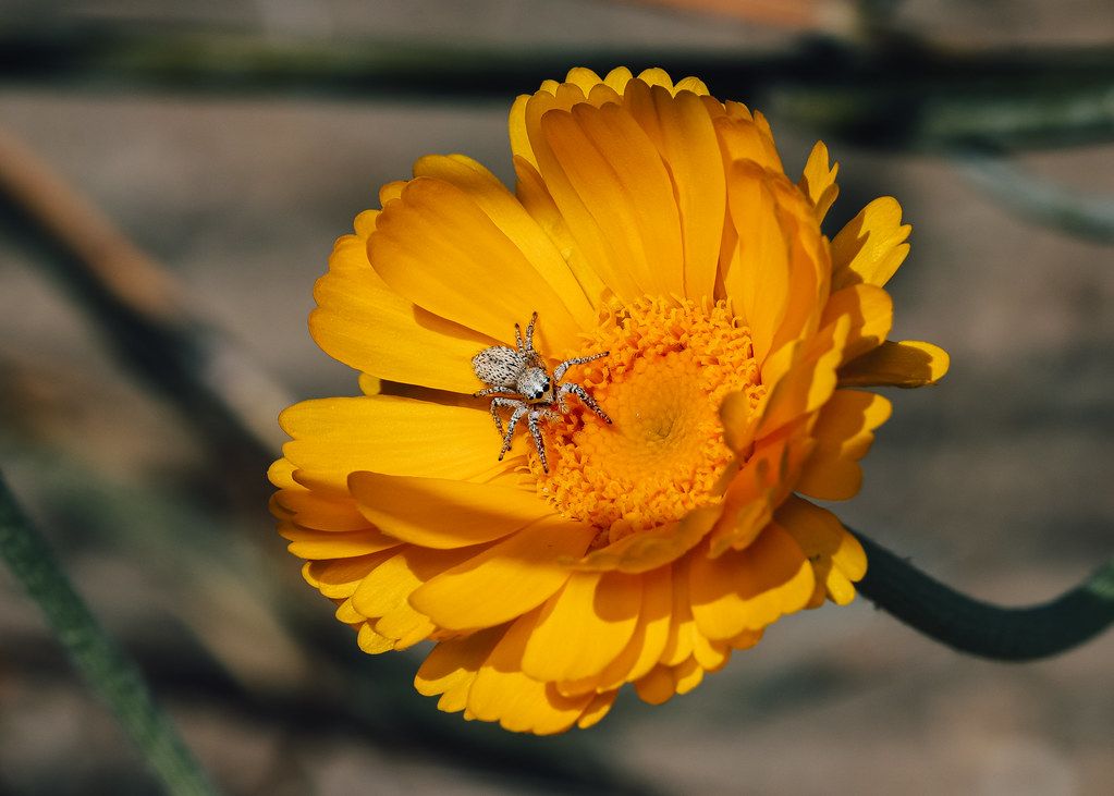 Spider Control service in Binghamton, NY